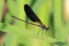 IMG_1775 Calopteryx haemorrhoidalis